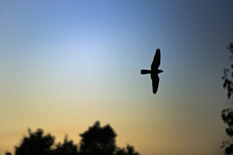 The silhouette of a nightjar flying against a blue and yellow sky at sunset.