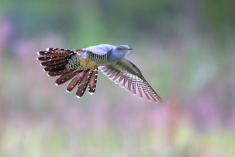 Cuckoo in flight