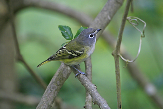 Blue-headed vireo on a branch