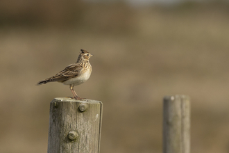 Skylark sits on a wooden post, looking into the distance