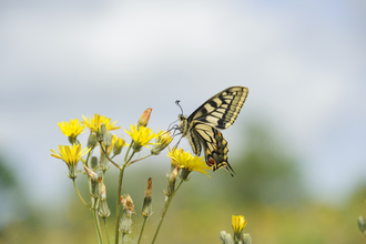 A swallowtail butterfly on a yellow flower