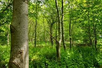 A lush green woodland