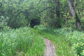 Photo of a boardwalk at Upton Broad and Marshes