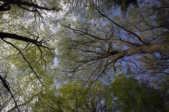 A look up into the canopy of a woodland. There are lush green leaves on the trees and a clear blue sky.
