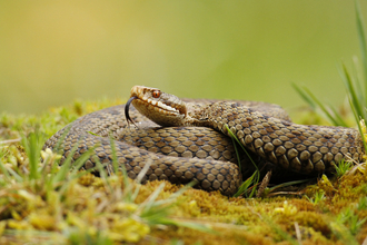 Adder coiled in grass, with its long tongue sticking out