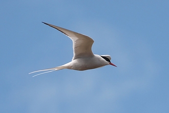 Arctic tern flying in a blue sky, its white wings outstretched