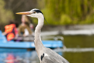 A heron in a park. There are people in a little boat on the river in the background. 
