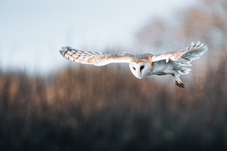 Barn owl in flight with wings outstretched