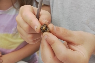 A child's hands holding an owl pellet