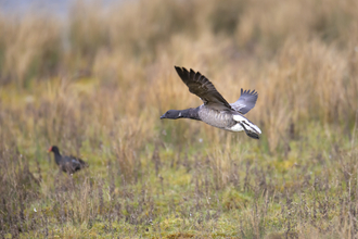 Brent goose in flight, low to the grassy ground