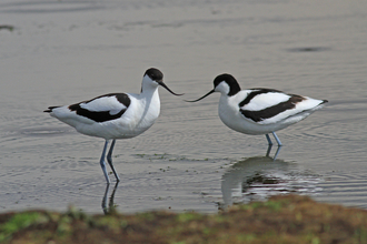 Two avocet facing each other in the water, with their long beaks visible