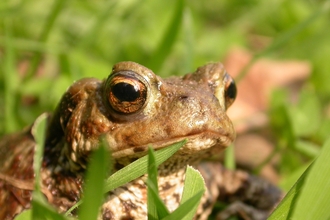 Common toad peeking out of the grass, with one of its large round eyes visible