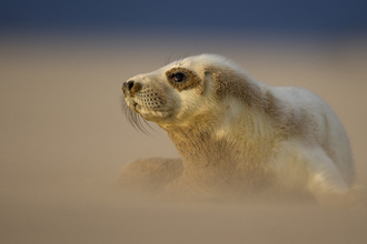 A fluffy white grey seal resting in a sand storm on a beach. 