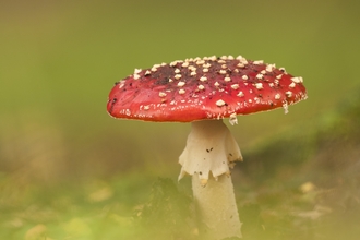 Fly agaric fungi in grass. The fungus has a round rep top and white stalk