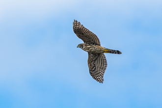 A juvenile goshawk mid-flight in a blue sky, with its wings outstretched