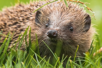 A hedgehog sits in the grass, lifting its face