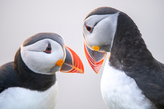 Two puffins in close up looking at each other