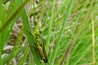 Large marsh grasshopper on a blade of grass