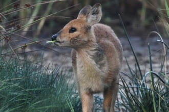 Chinese water deer emerging from a wood, looking off to the side