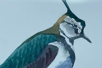 Part of a painting of a lapwing showing the face and body as it looks to the right