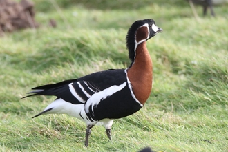 A red-breasted goose at Cley. It has white and black feathers and a brown/red chest and cheeks. 