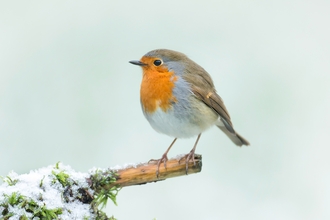 Robin perched on a branch in the snow