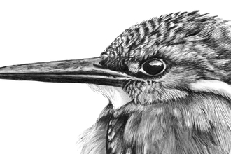 Black and white portrait of a long beaked bird, drawn with pencils