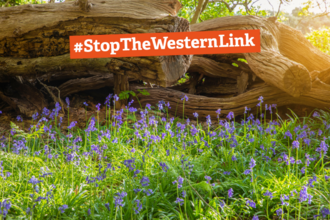 Bluebells bloom in front of a fallen tree. The image is overlaid with the words Stop the Western Link