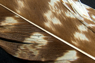 Buzzard feather close up, with brown and white colours visible