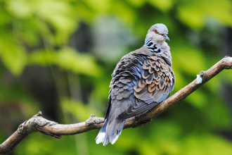 A turtle dove perched on a branch with ruffled up feathers. It has orange and blue feathers among the grey and a red eye. 