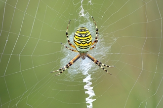 Brightly coloured and striped wasp spider in a web, with its legs outstretched