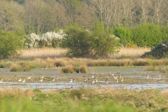 Birds sitting in a large pool of water at Wild Ken Hill