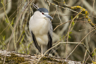 A night heron perched on a log. It has a white/grey body, black wings and head, and red eyes. 