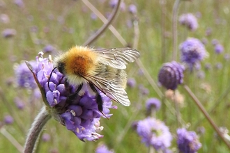 A fluffy bee on a purple flower in a meadow.