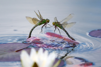 two emperor dragonflies above a pond