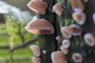 Jelly ear fungus on a log. They look like little pink downward-facing ears.