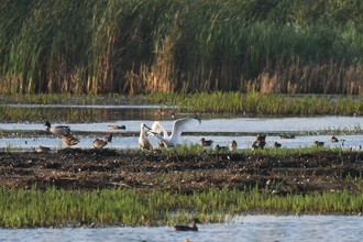 A white spoonbill and its young stand amongst other birds in front of a marsh on a sunny day