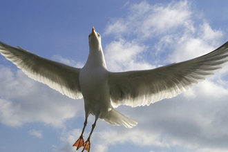 A white herring gull swooping across a blue, cloudy sky. 