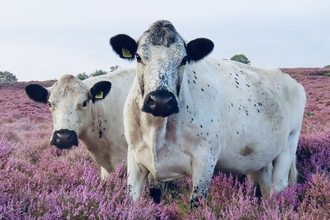 Two white and black cows in the heather