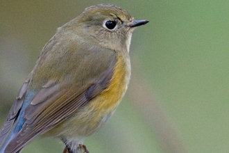 A robin perched on a branch