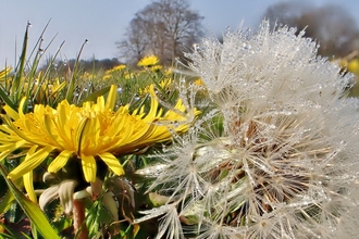 Close up of a dandelion and seed head on a sunny day