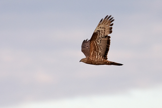 A flying brown honey buzzard with mottled brown a grey wings. 