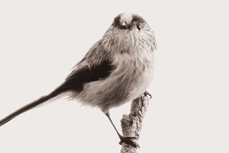 Long-tailed tit on a branch looking directly at the camera