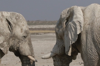 Two elephants with tusks facing each other in Namibia