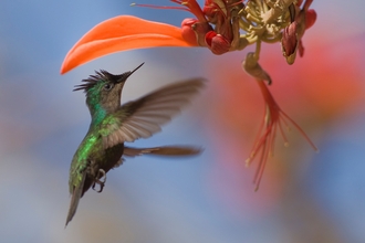 Antillean crested hummingbird by an exotic orange flower