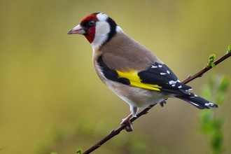 A goldfinch on a branch. It has a red and white face, brown body and black wings with a yellow stripe. 