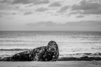 a black and white photograph of a seal on a beach