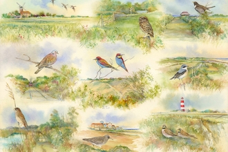 John Hurst drawings of various birds in Norfolk locations