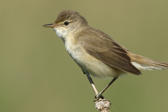 Reed warbler perching on a branch