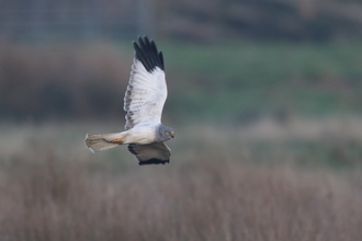 A male, silvery-blue hen harrier. 